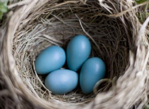 Действительно ли яйца полезны для моей птицы?
