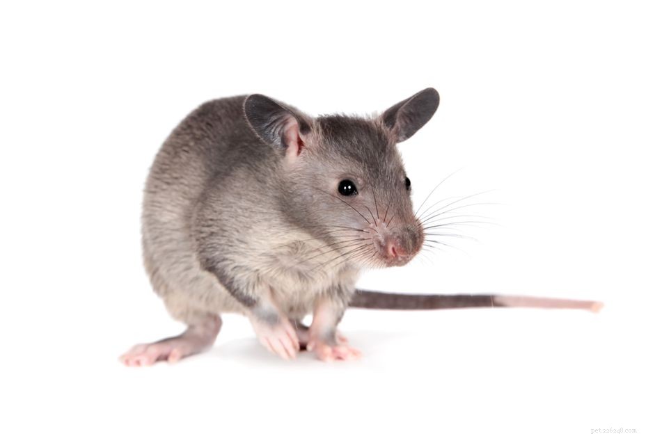 Comment prendre soin d un rat gambien en poche