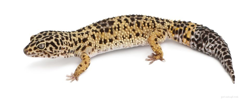 Que faire si votre gecko léopard a des bulles sous les aisselles