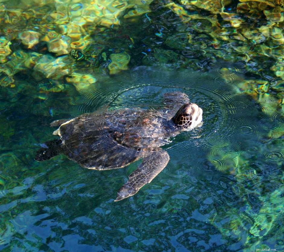 Scute (shell) línání ve vodních želvách