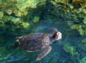 Excrétion de scutelle (carapace) chez les tortues d eau