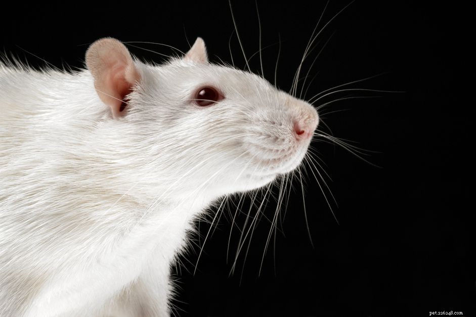 Tumörer hos råttor