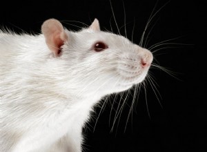 Nádory u potkanů