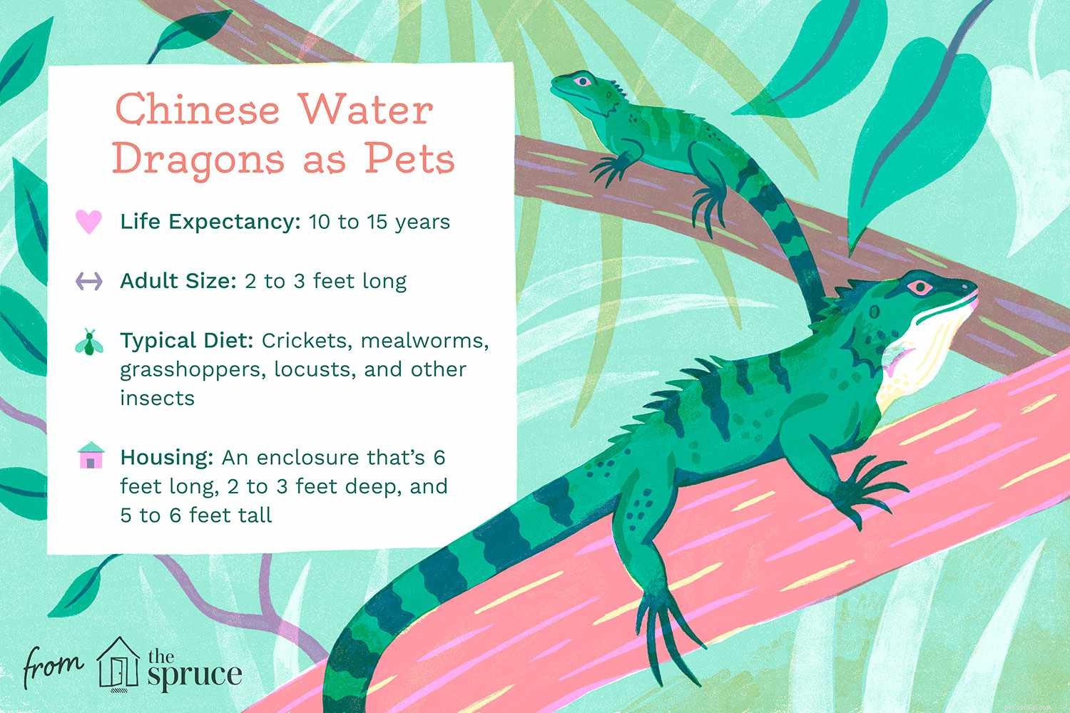Como cuidar de um dragão de água chinês