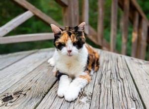 猫の甲状腺機能亢進症を治療する方法 
