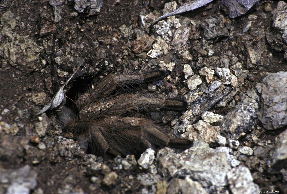 Hoe zorg je voor een woestijnblonde tarantula als huisdier