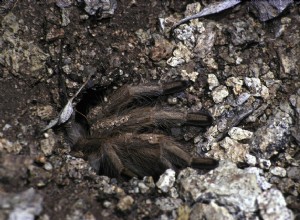 Как ухаживать за пустынным белокурым тарантулом