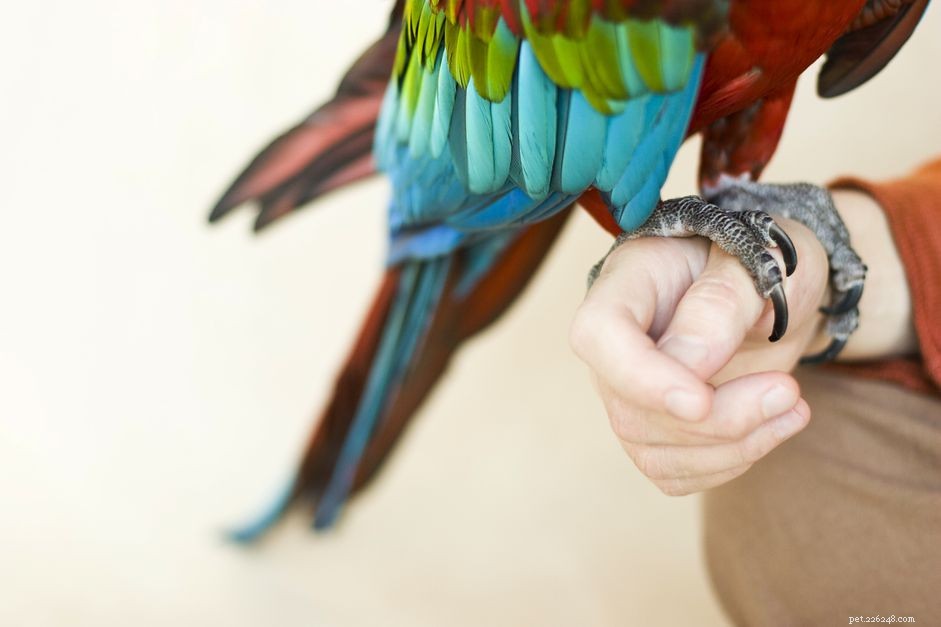 あなたの鳥の爪をトリミングする方法 