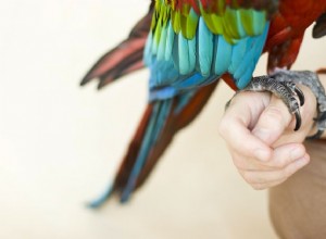 Jak si ostříhat ptačí nehty