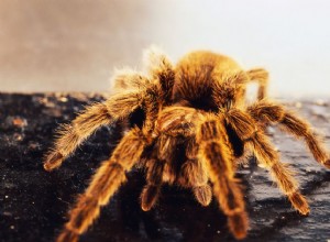 Как ухаживать за домашним чилийским розовым тарантулом