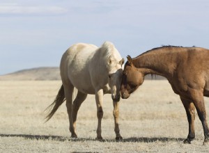 Comment introduire un nouveau cheval dans le troupeau