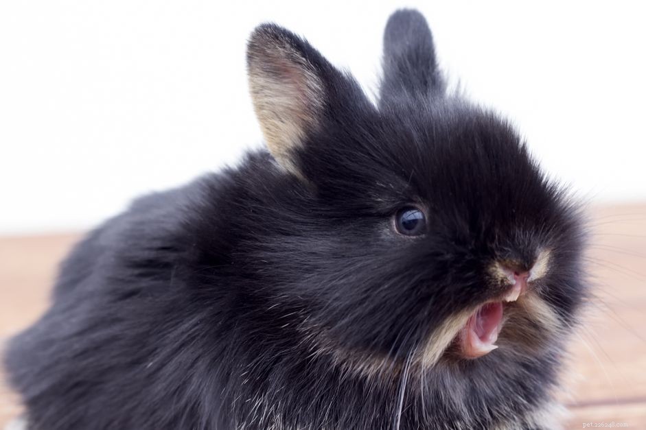 Что делать, если у вашего кролика заросли зубы