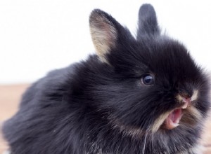 Que faire si votre lapin a les dents envahies