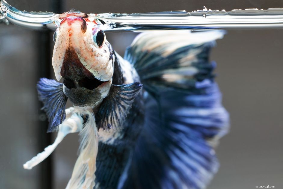 Wat te doen als uw betta-vis niet eet
