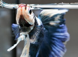 Что делать, если петушковая рыбка не ест