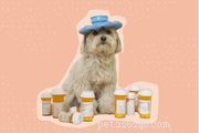 Hjärtmaskförebyggande för hundar