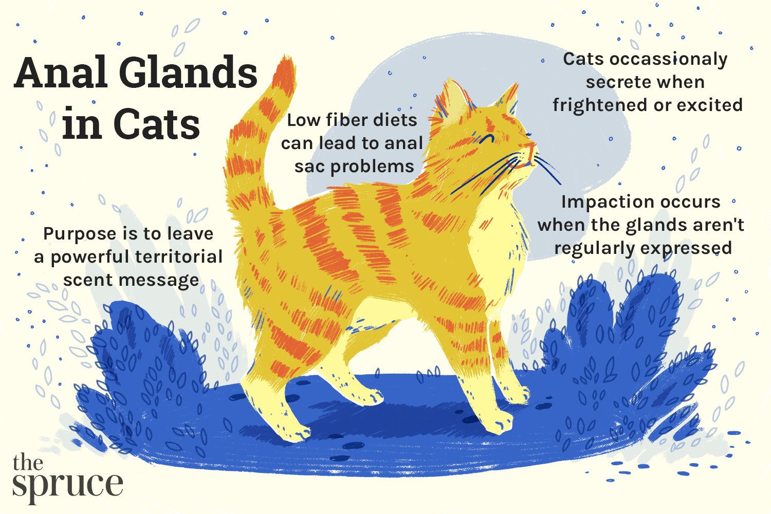 Como expressar suas glândulas anais de gatos
