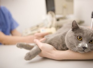 Как сцедить анальные железы у кошек