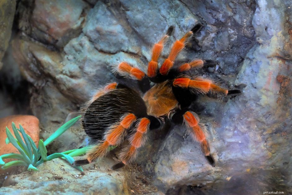 Hoe zorg je voor een Mexicaanse roodknie-tarantula als huisdier
