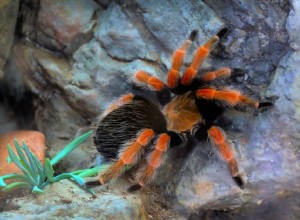 Как ухаживать за мексиканским красноколенным тарантулом