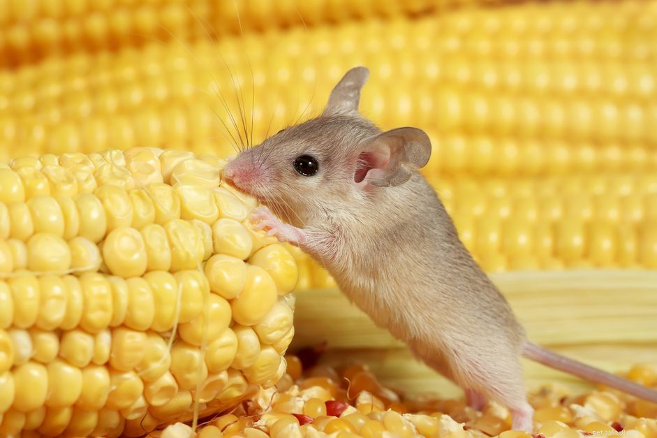 Co jedí myši?