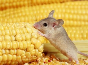 Co jedí myši?