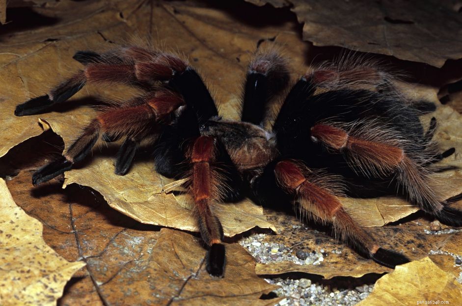 Как ухаживать за мексиканским красноногим тарантулом