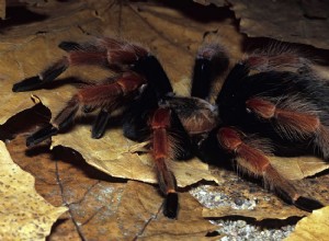 Как ухаживать за мексиканским красноногим тарантулом