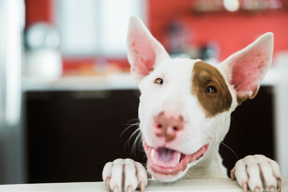あなたの犬が獣医に行くことについて幸せになるための5つの方法 