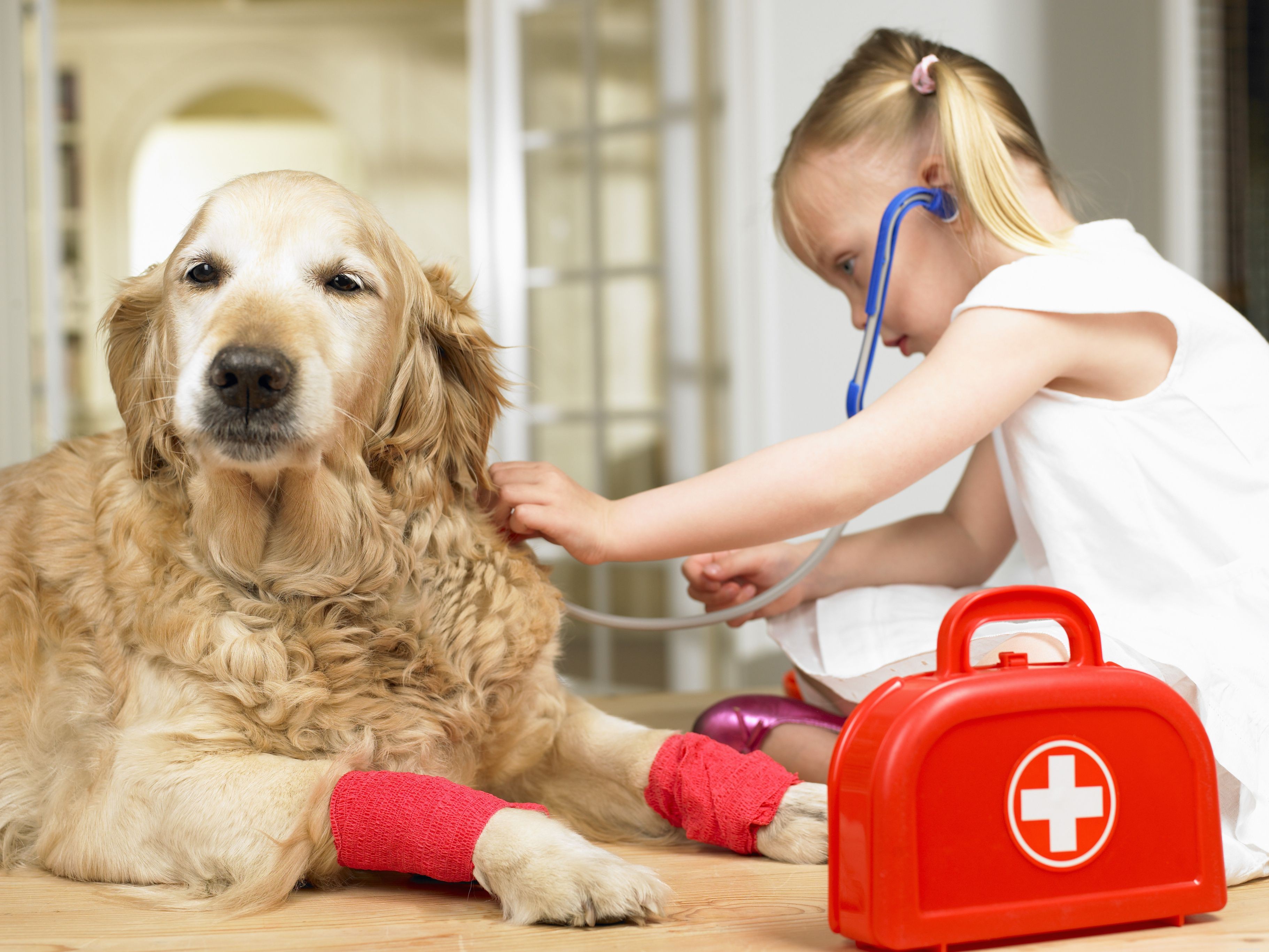 5 způsobů, jak přimět svého psa, aby byl šťastný z návštěvy veterináře