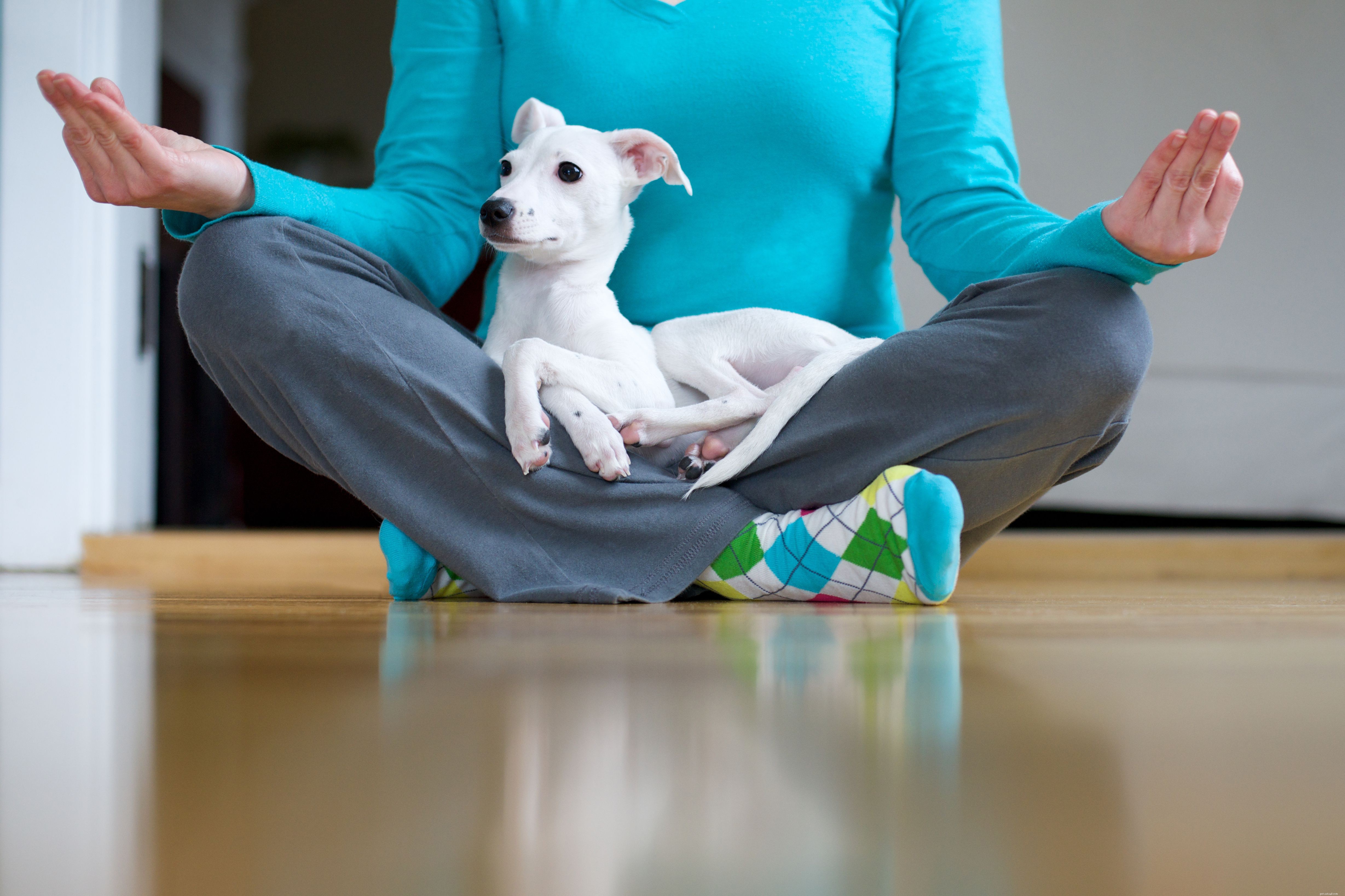 あなたの犬が獣医に行くことについて幸せになるための5つの方法 
