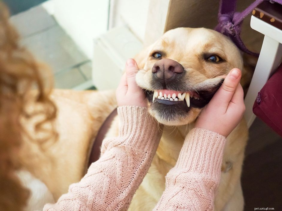 Как ухаживать за зубами собаки