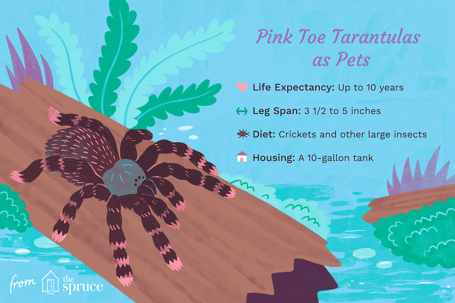 Hoe zorg je voor een roze teen-tarantula voor huisdieren