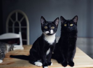 4 причины, по которым кошки шлепают друг друга