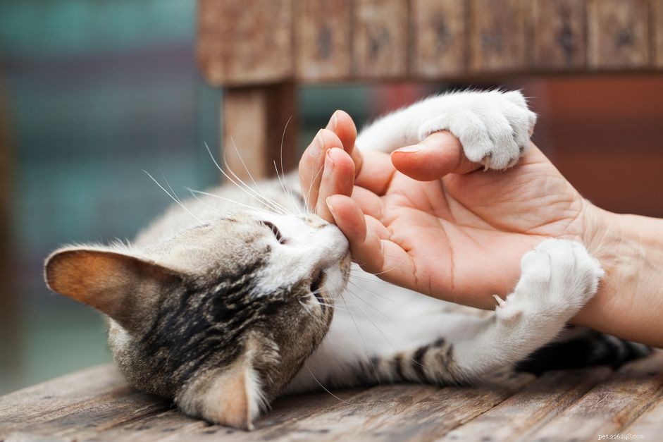 あなたの猫の爪を管理する方法 
