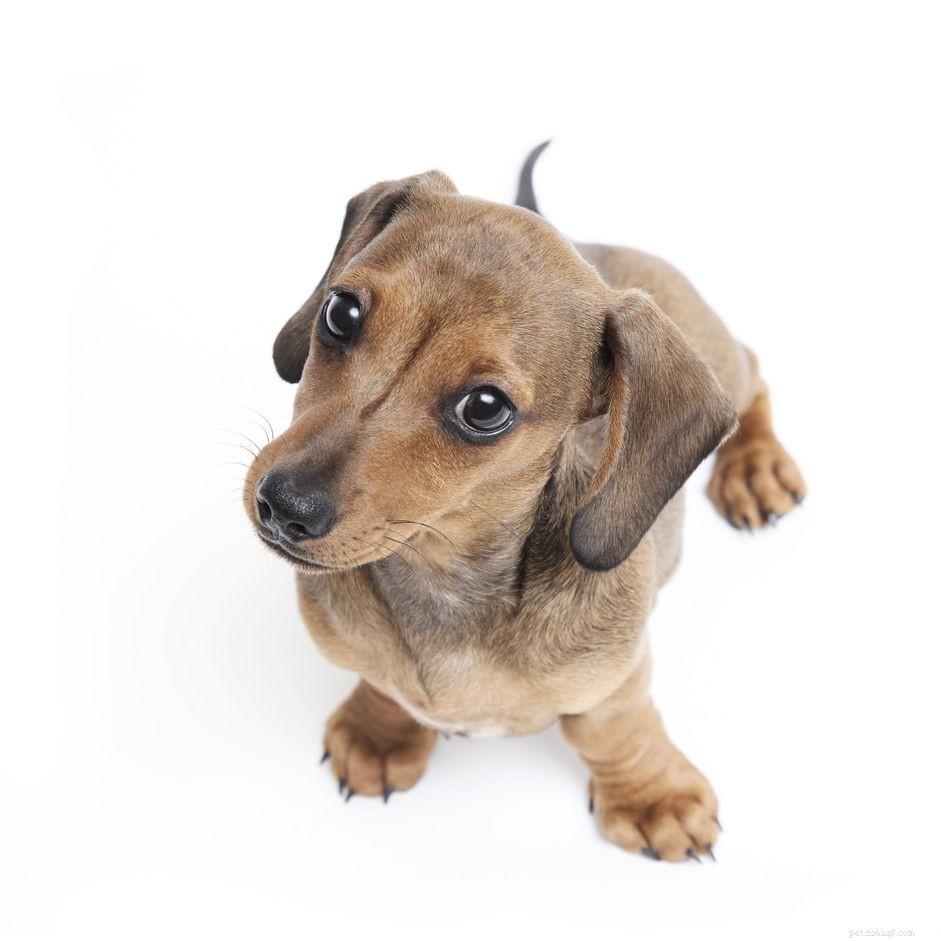 Hoe herken en behandel je de wurgziekte bij puppy s
