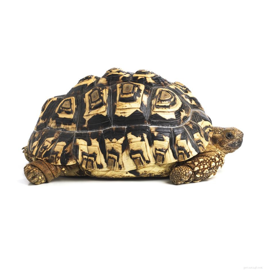 Леопардовая черепаха:профиль вида