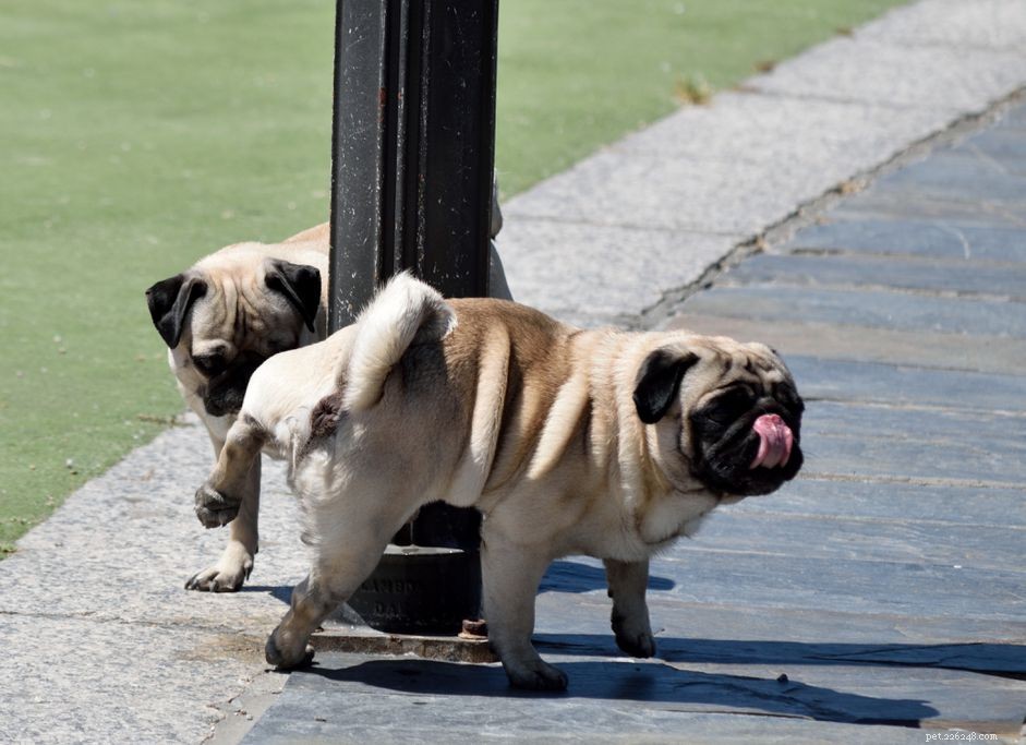 Pourquoi les chiens lèchent-ils l urine des autres chiens ?