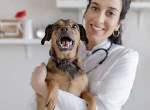 犬小屋の咳ワクチンについて知っておくべきことすべて 