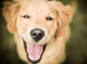 Tudo sobre anis, erva de gato para cães