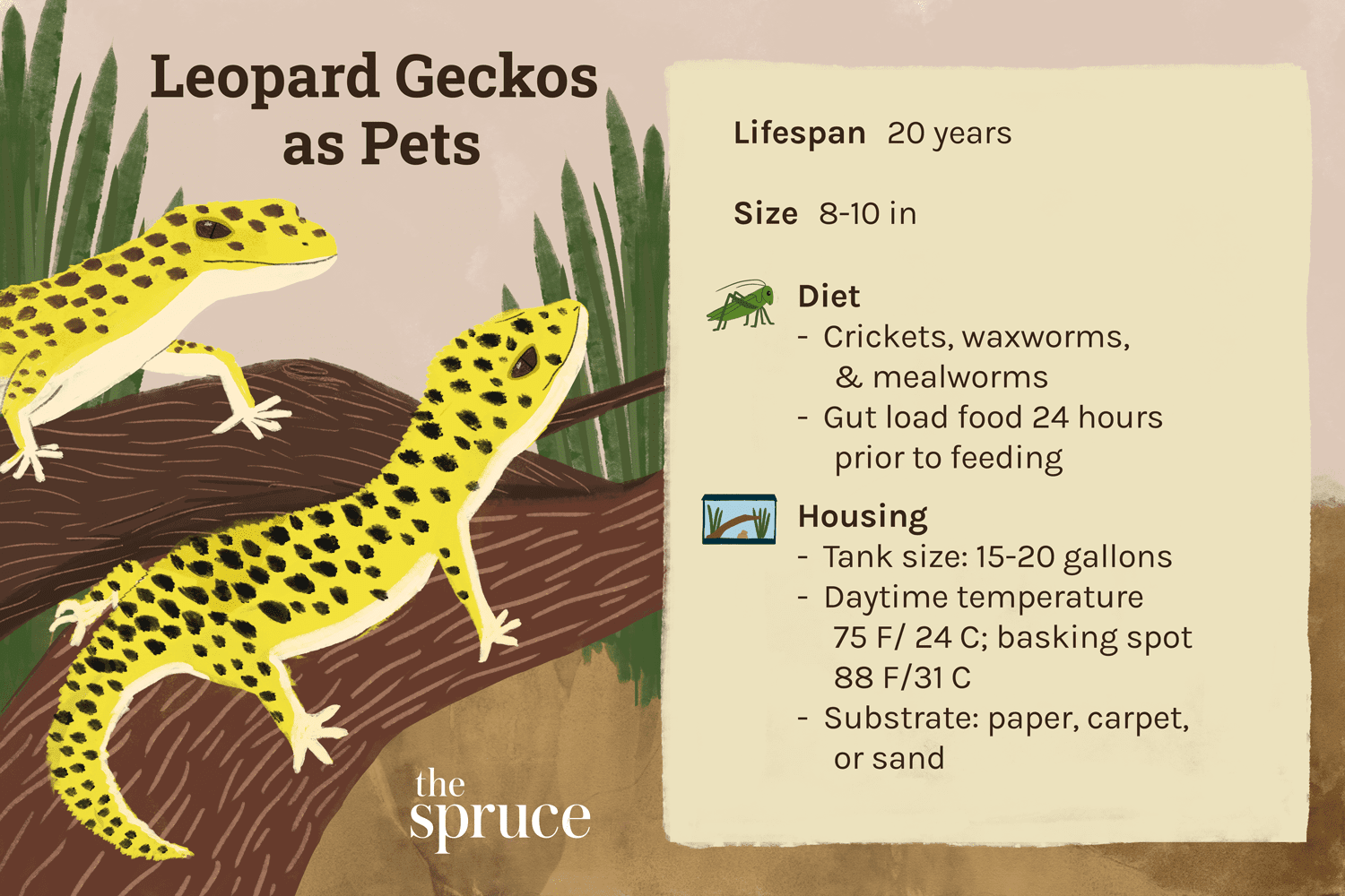 Gekon leopardí:Profil druhu