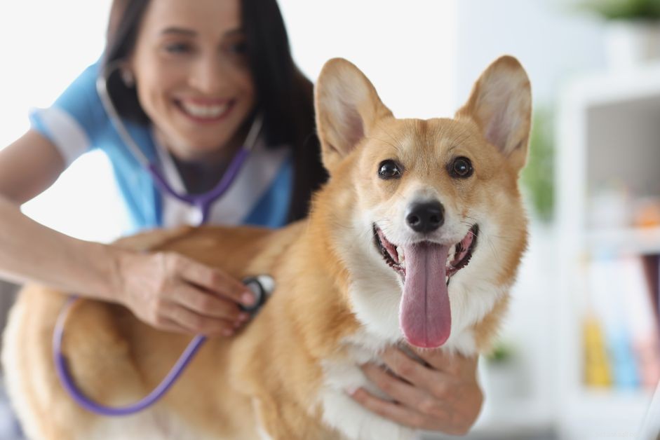 Jak léčit onemocnění dirofilárií u psů