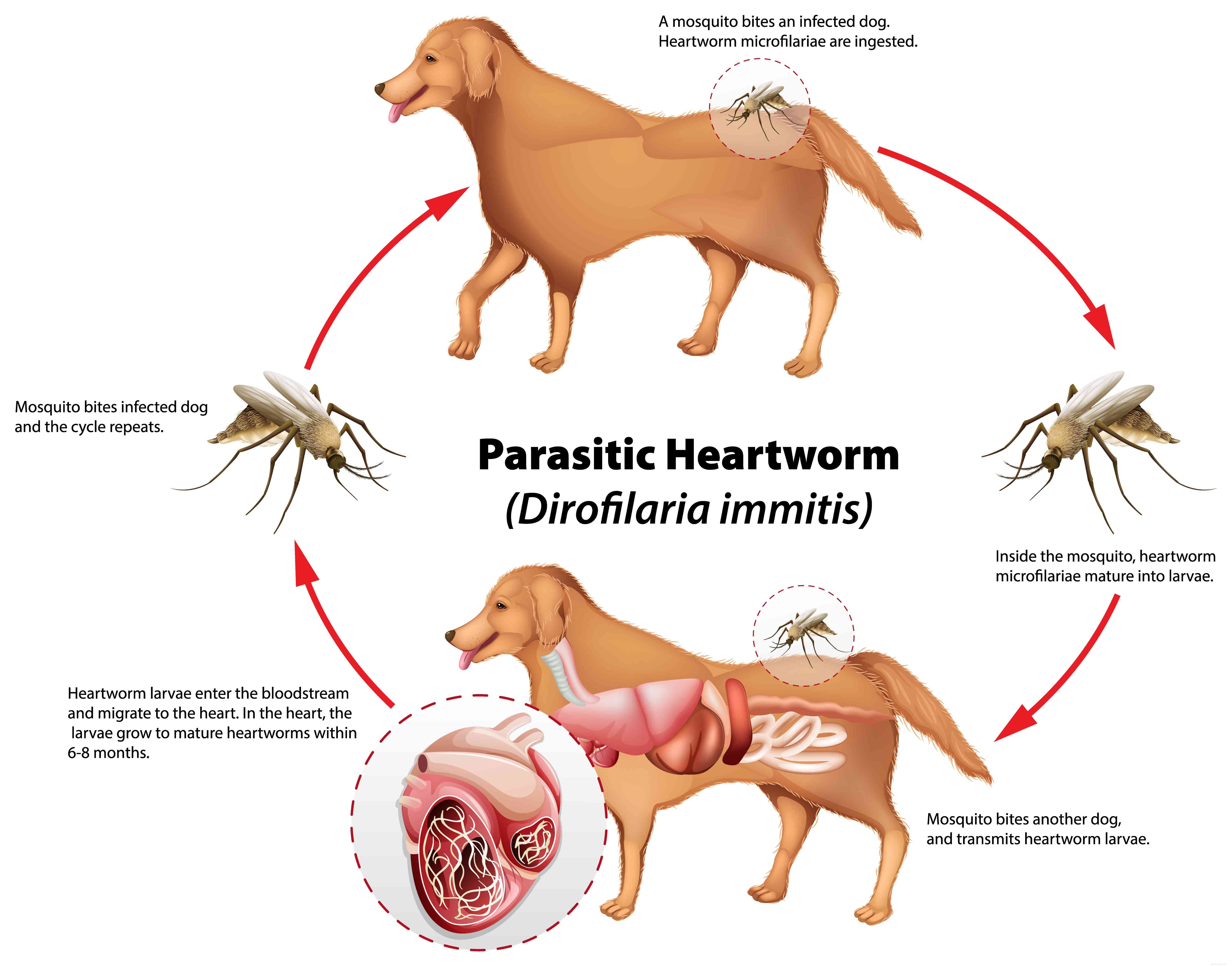Come trattare la filariosi cardiopolmonare nei cani