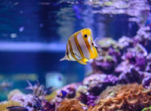 Dépannage de la tension parasite dans un aquarium d eau salée