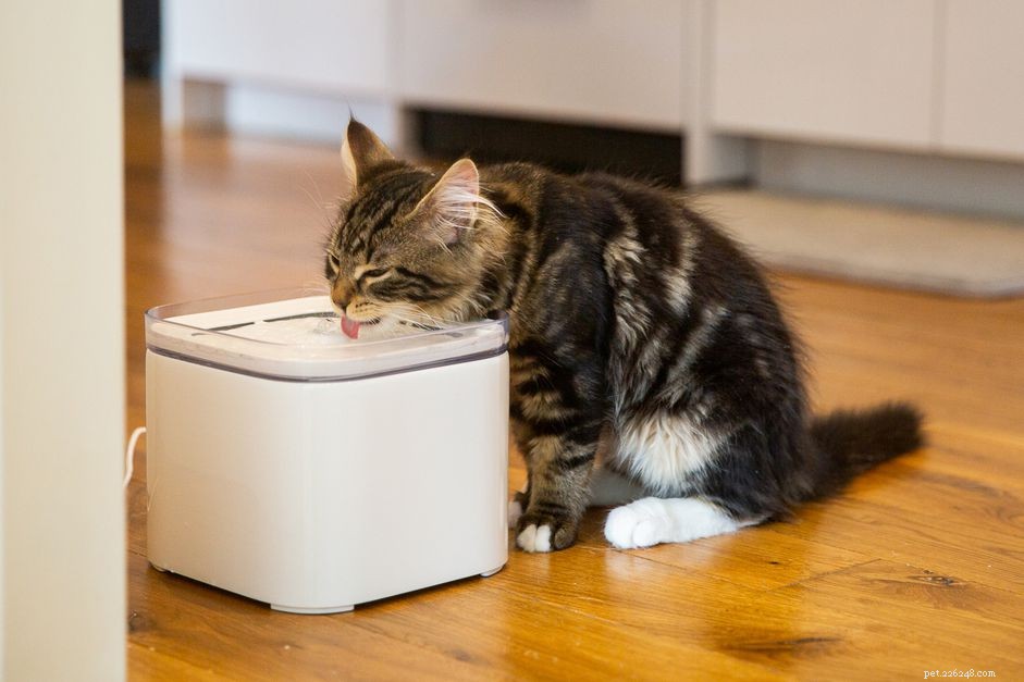 성인 고양이는 얼마나 많은 물을 마셔야 합니까?