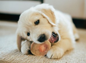 Jsou kosti bezpečné pro psy?
