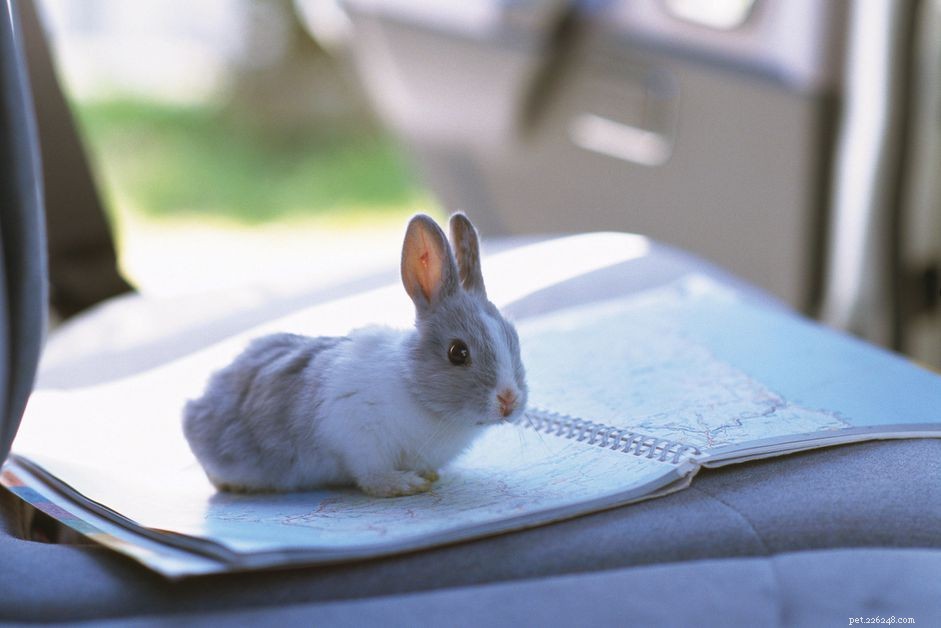 車の中でウサギと一緒に旅行する方法 