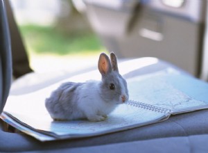 車の中でウサギと一緒に旅行する方法 