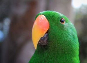 Votre oiseau a-t-il besoin d une coupe de bec ?