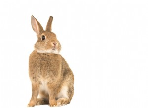 Traiter votre lapin contre les poux